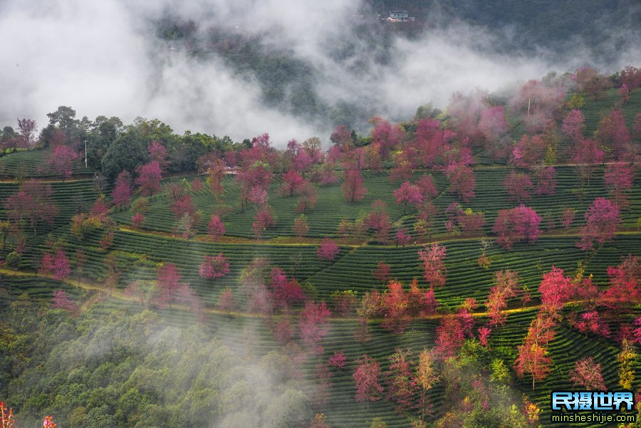 无量山樱花谷樱花什么时候开 无量山樱花谷游记美篇