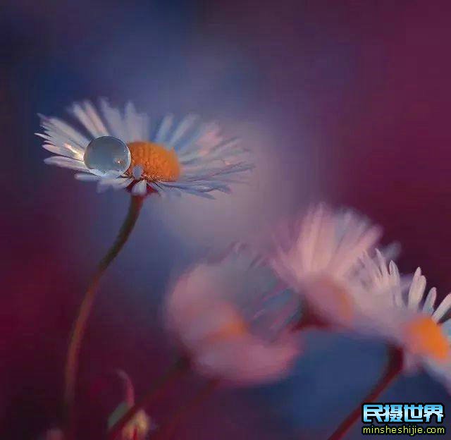 阳春三月花,这些最实用的花卉拍摄技巧您知道了吗？