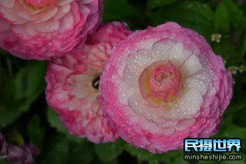 阳春三月赏花 阳春三月花开时,又是一年赏花季