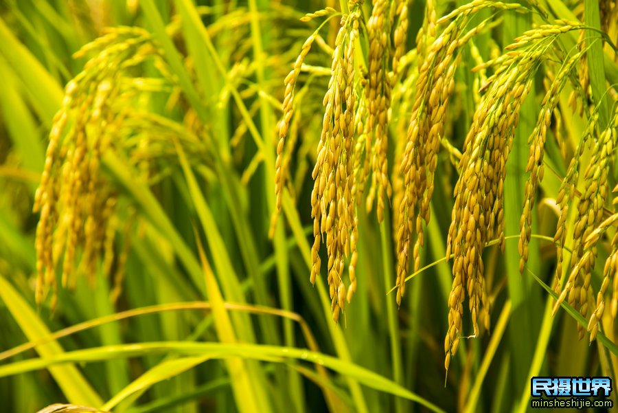 如何拍摄好稻田的照片与水稻拍摄技巧 如何拍摄好稻田的照片与水稻拍摄技巧和方法