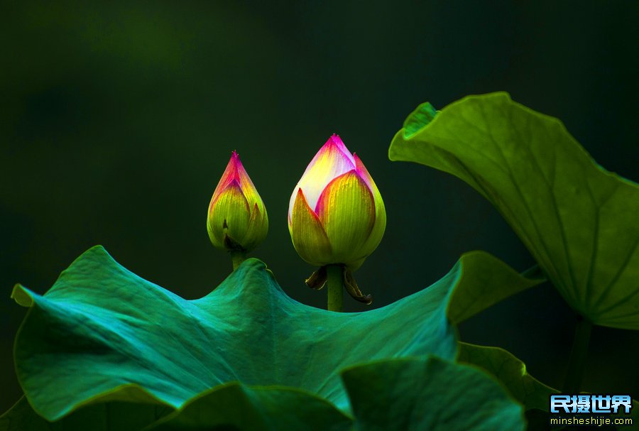 拍摄花开过程该怎么拍 拍花开过程的延时摄影方法