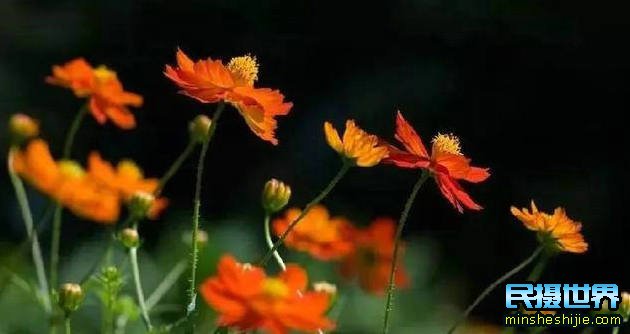 阳春三月花,这些最实用的花卉拍摄技巧您知道了吗？